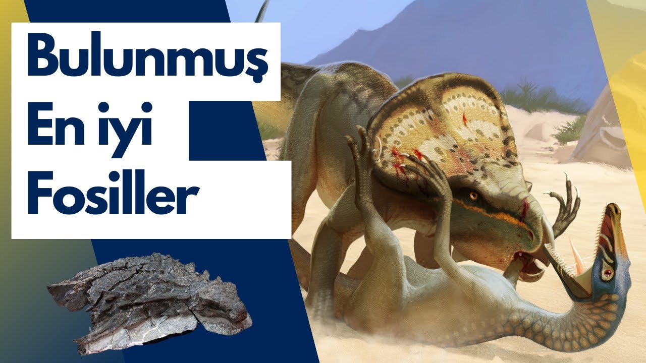 Bulunmuş EN İYİ Fosiller