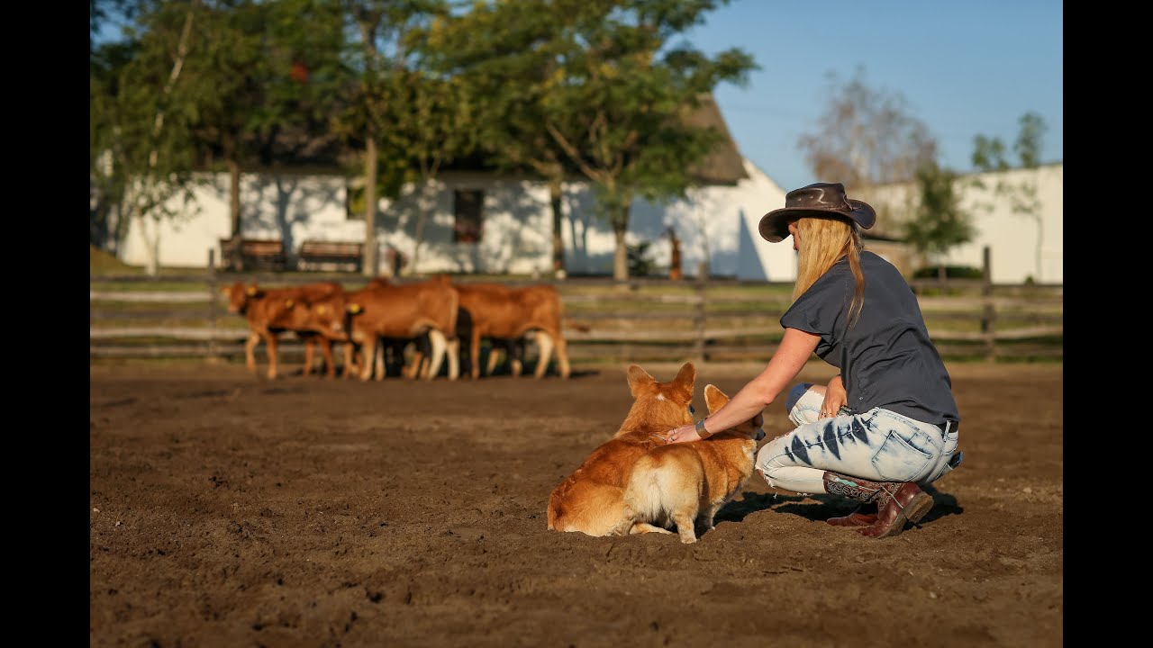 WELSH CORGI & MEGBÍZHATÓ TENYÉSZTŐK: BORN TO BE KENNEL, TREFÁN-TÖRÖK ALEXANDRA, TREFÁN SÁNDOR,