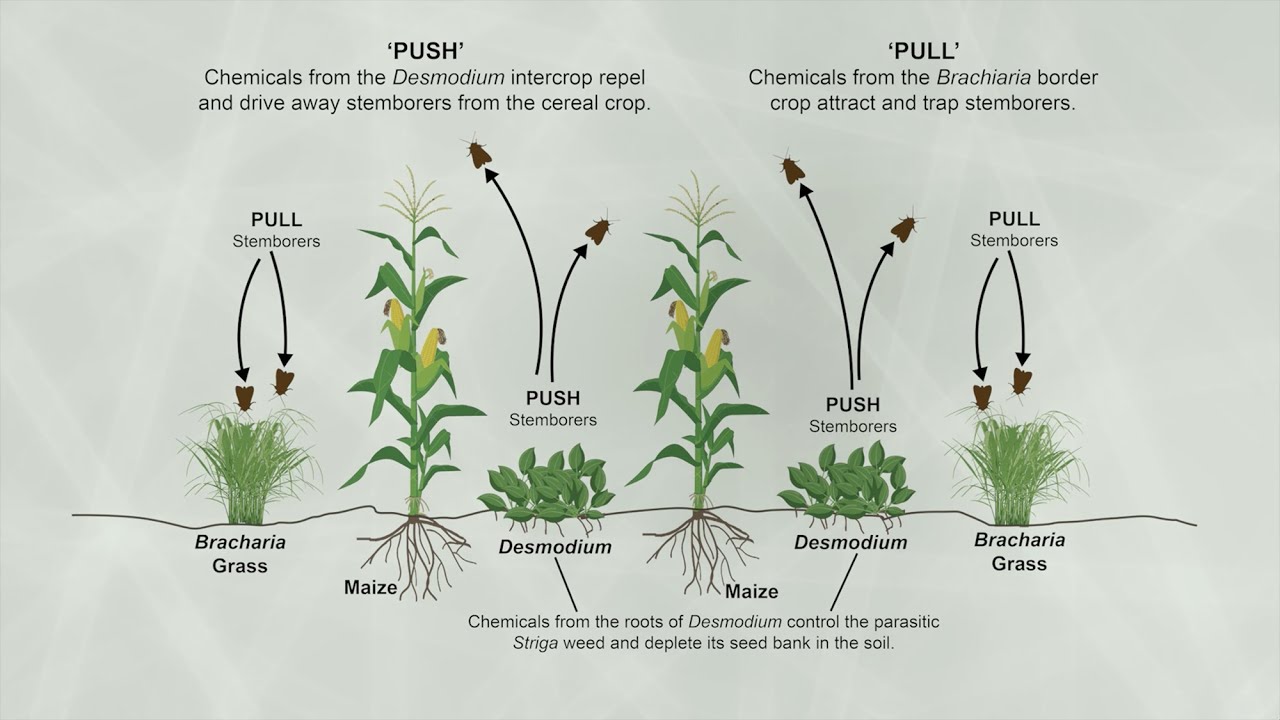 Mechanisms through which the icipe push-pull technology conquers the fall armyworm