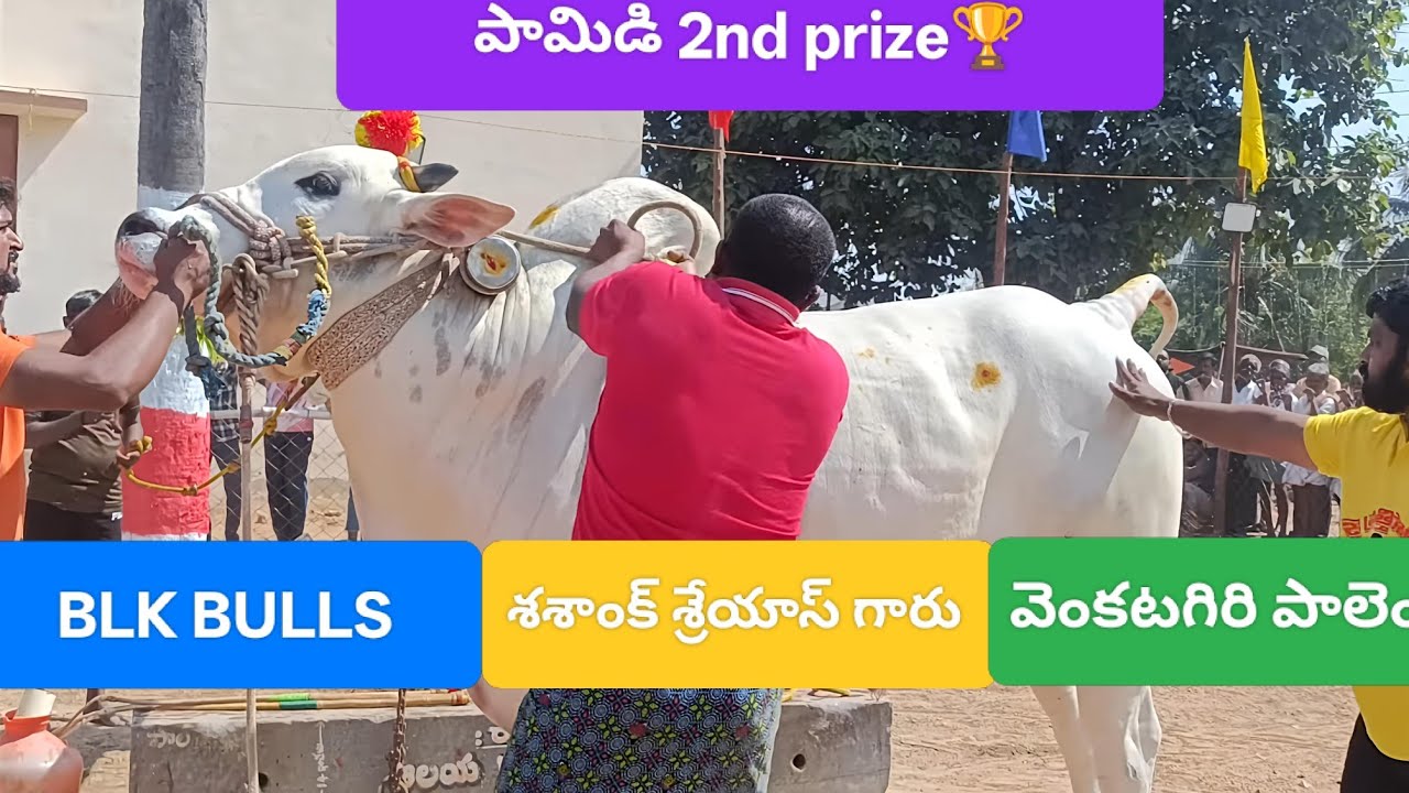 పామిడి 6పల్ల విభాగంలో2nd priz BLK Bulls 4kquality vedio 