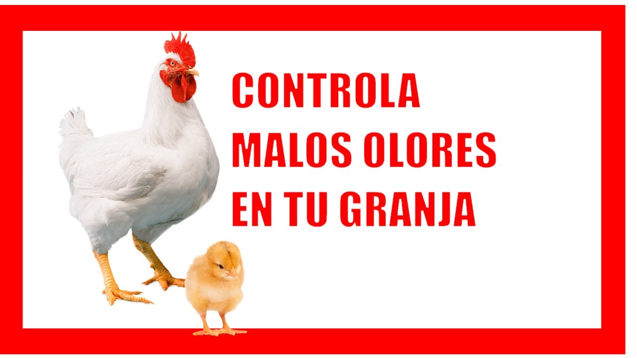 🐤🐔control de OLORES en granjas AV&Iacute;COLAS