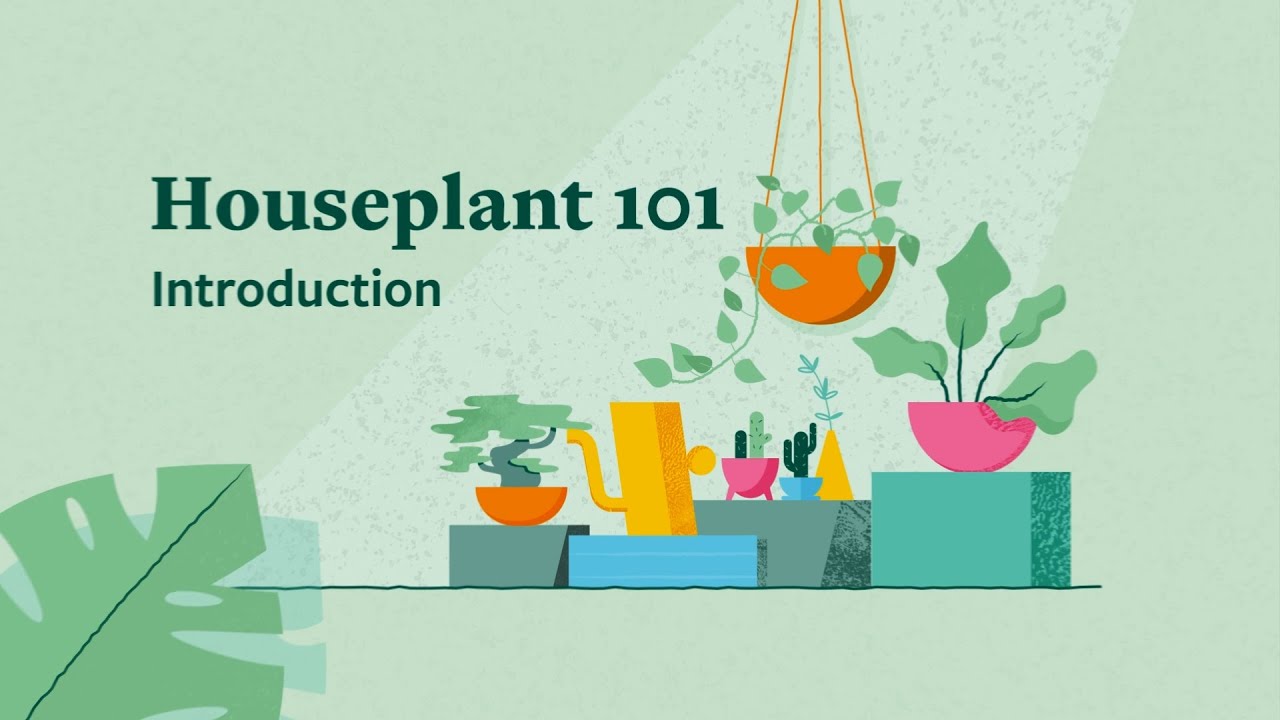 Top tips to care for your houseplants | Houseplant 101 | The RHS