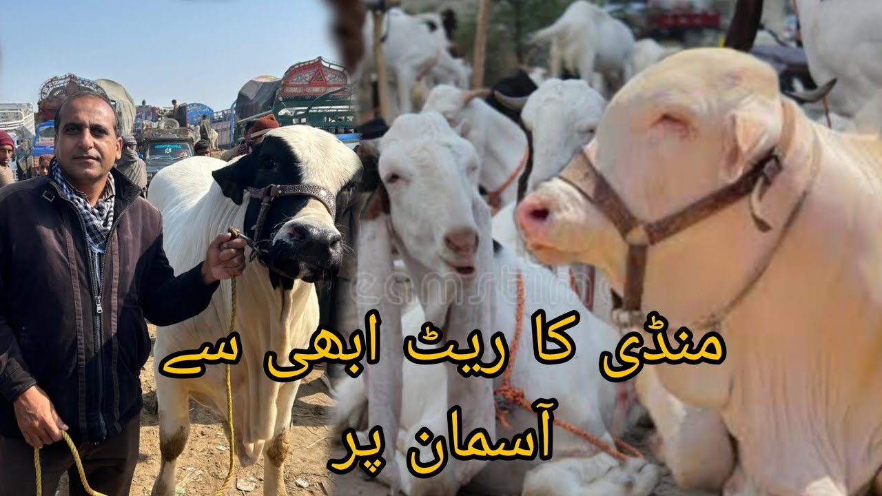 Tando Adam cow mandi latest update | Tando Adam Bakra mandi | today