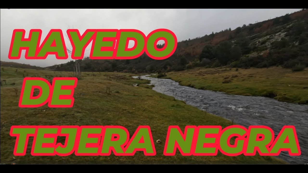 HAYEDO DE TEJERA NEGRA.