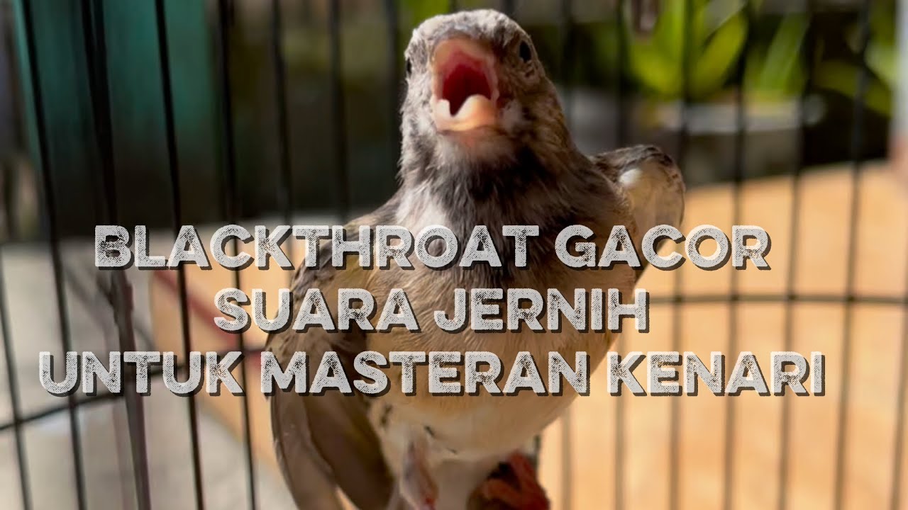 Blackthroat gacor suara jernih untuk masteran kenari