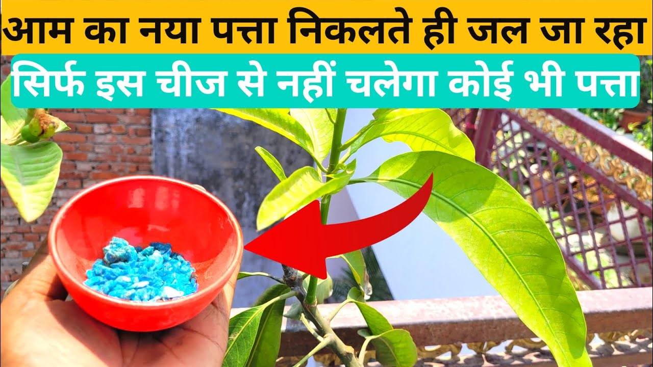 आम का नया पत्ता निकलते ही जल जा रहा है | सिर्फ इस चीज से नहीं जलेगा कोई भी पत्ता | Mango Plants Care