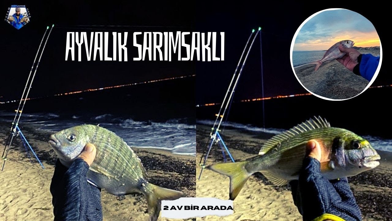 AYVALIK SARIMSAKLI BALIK AVI | 2 AV BİR ARADA | BALIK İZMİR KÖRFEZE GİRDİ #fishing #fishingvideo