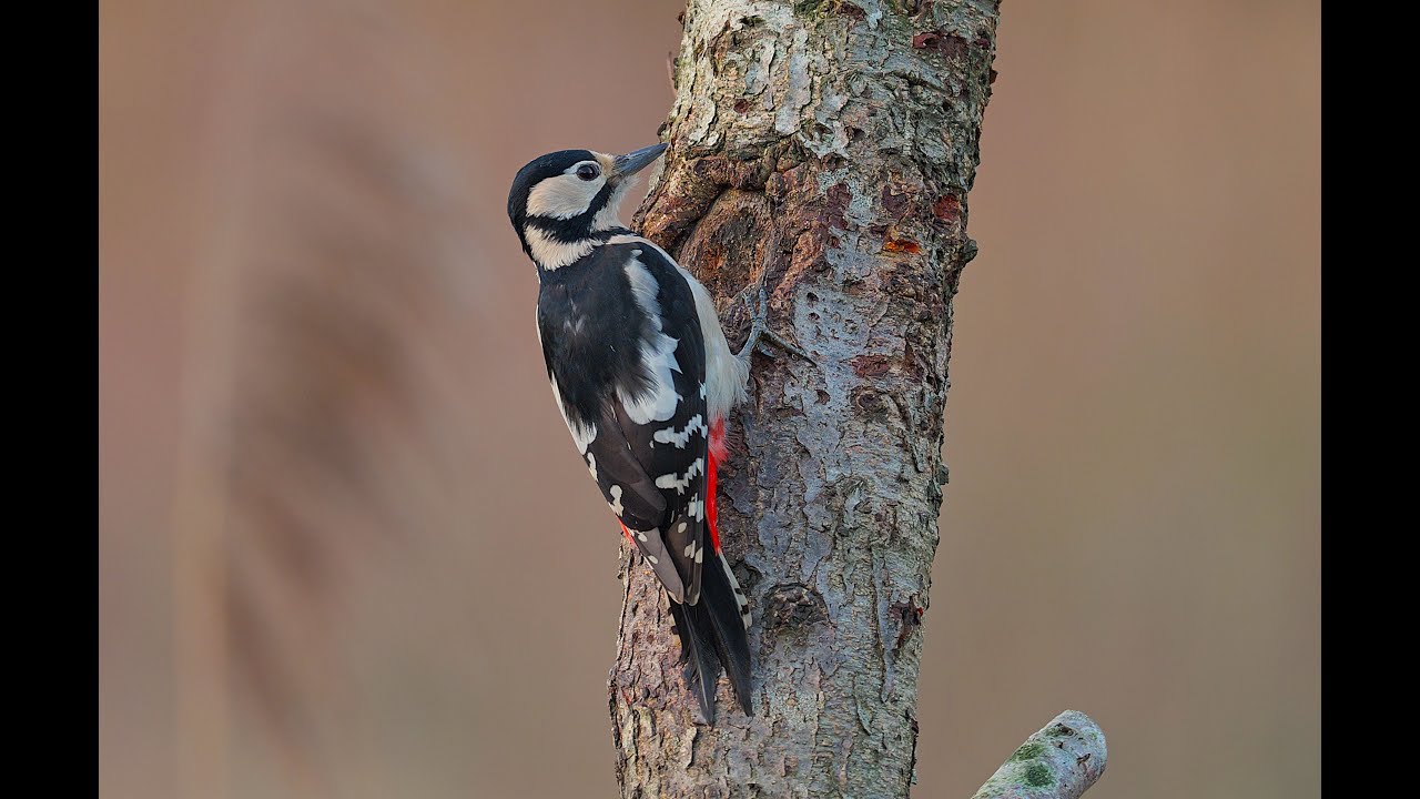 Great Spotted Woodpecker - Slow Motion