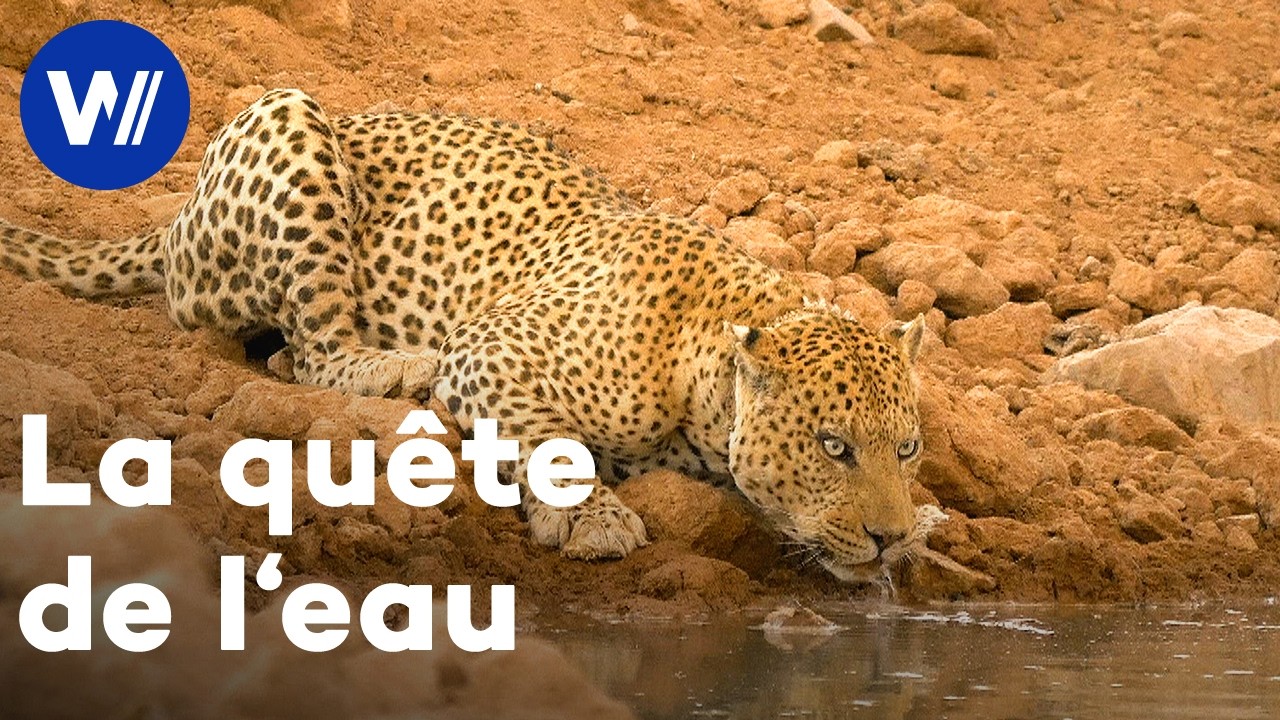 La quête de l'eau : Enjeu de survie pour les animaux face à la sécheresse en Afrique australe