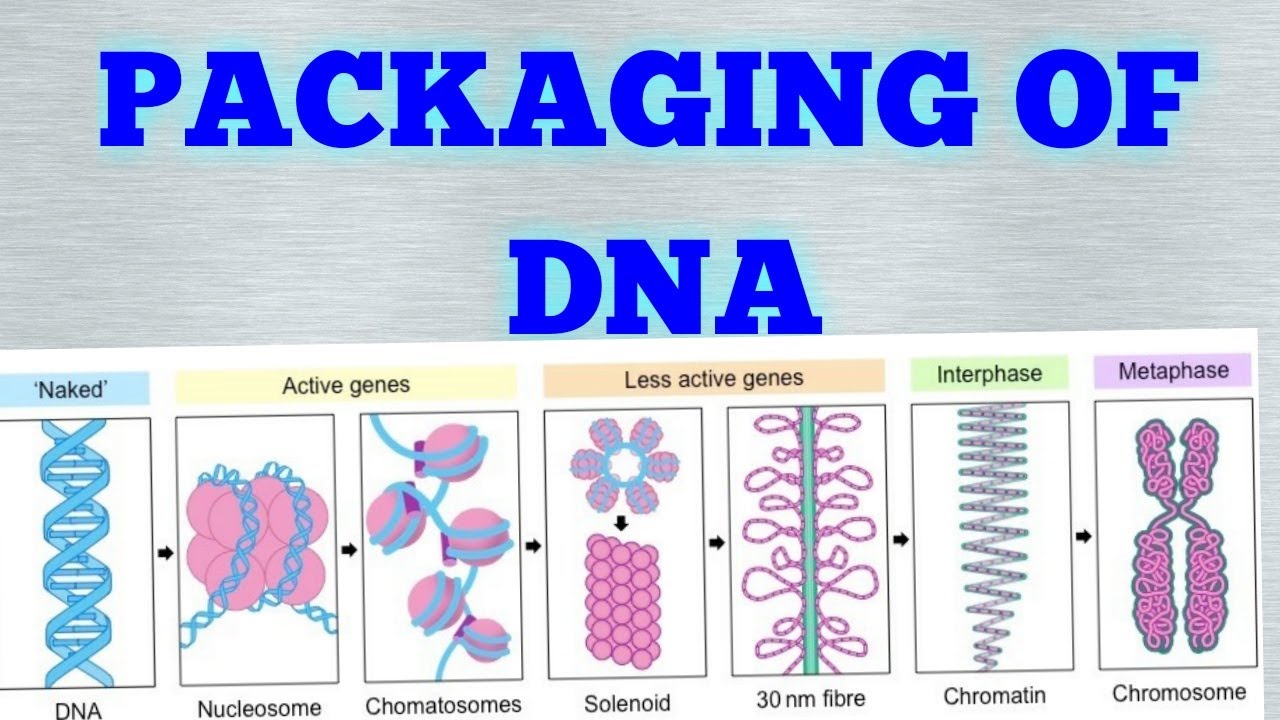 PACKAGING OF DNA (MOLECULAR BASIS OF INHERITANCE) EASY WAY