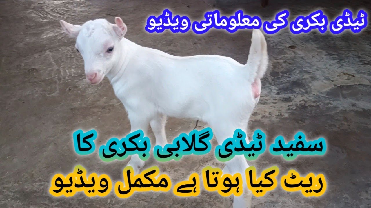 Teddy Goat Farm ll Teddy bakri ka rate Kiya hota hai ll White gulabi teddy bakri ka rate Kitna hona