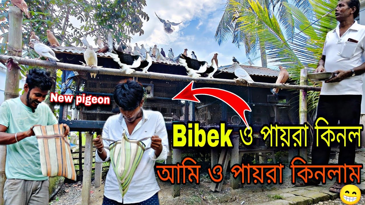 Bibek এক জোড়া সুন্দরী কিনল আর আমিও এক জোড়া পায়রা কিনলাম😁#Myworld#petsvlog