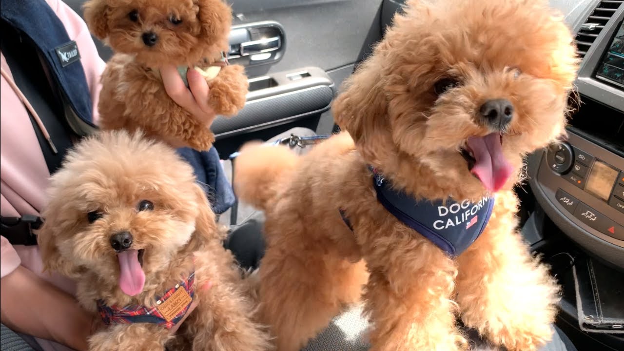 【閲覧注意】プティが加わりトイプー3兄弟で鳴き声の大合唱！！車内はめっちゃ大騒ぎｗｗｗ　トリミングが嫌で頑なに歩くのを拒否しまくるマイクロティーカップのジェラがこちら！