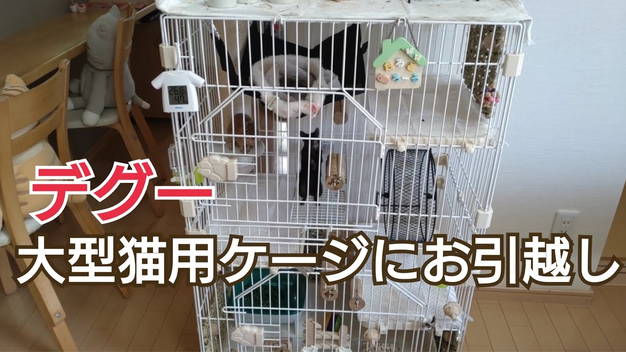 デグー、大型ケージ(猫用)にお引越し❣