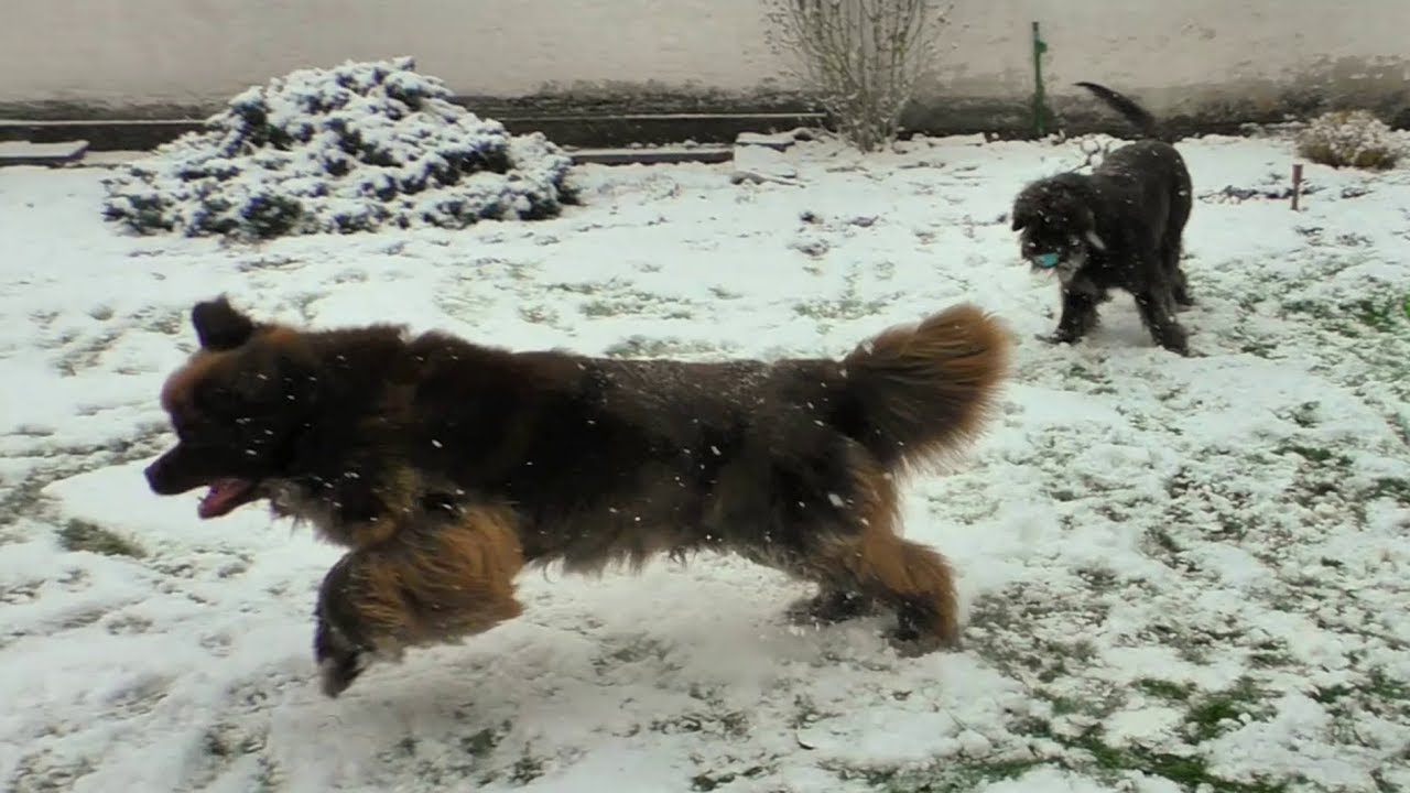 Neufundländer spielen bei Schneefall