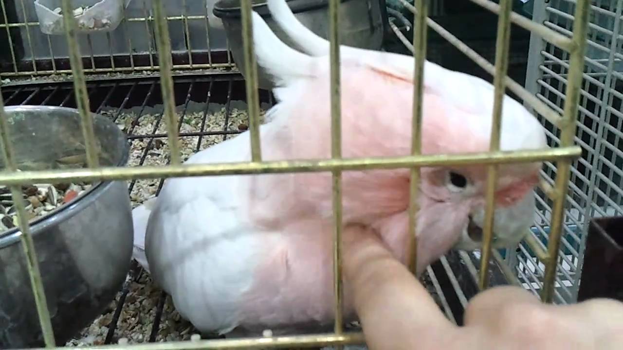 Major Mitchell Cockatoo Baby at pet shop