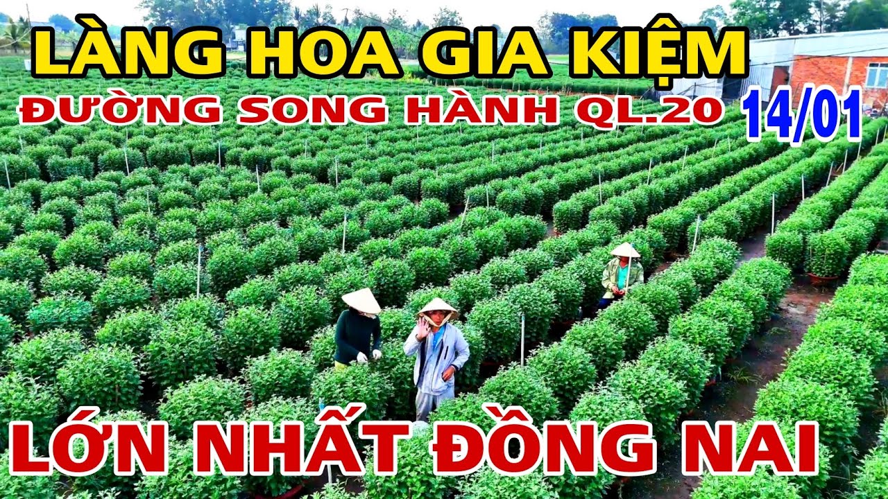 LÀNG HOA GIA KIỆM LỚN NHẤT ĐỒNG NAI TẠI ĐƯỜNG SONG HÀNH QL20 ĐÃ BẮT ĐẦU RA NỤ .