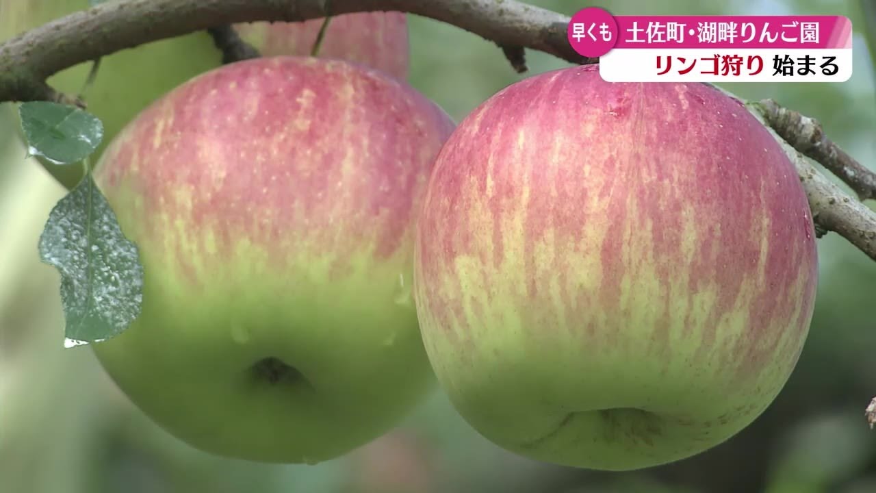『早くもリンゴ狩りはじまる　高知県土佐町』こうちeye2023/8/21放送
