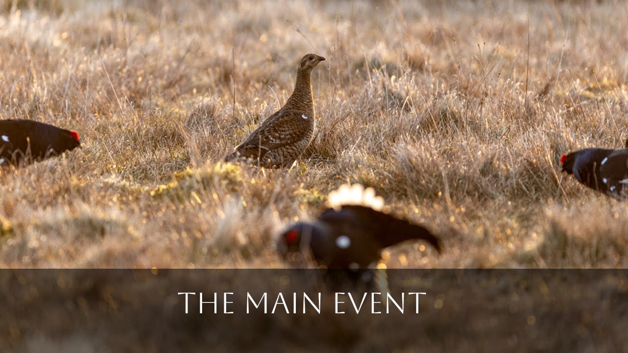 The Main Event