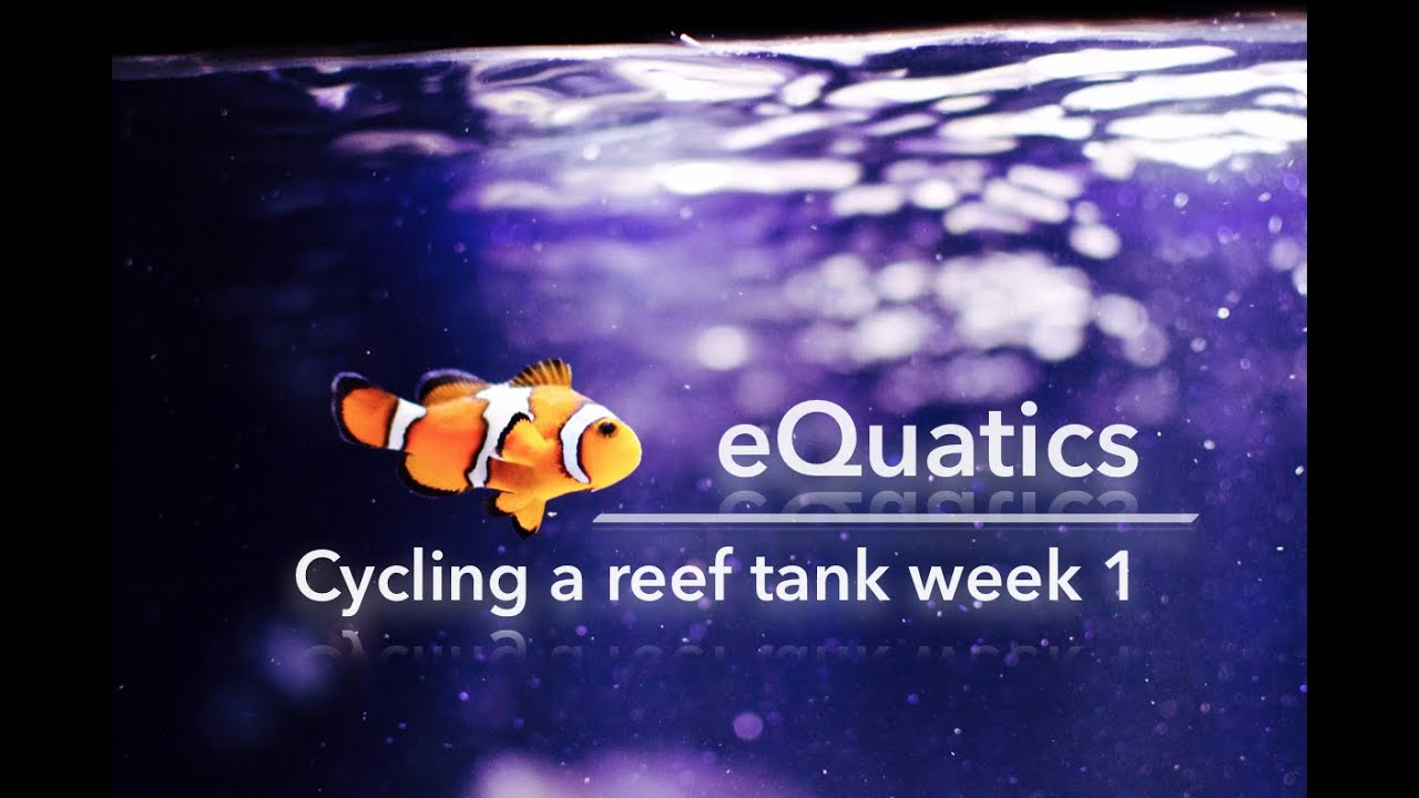 How to cycle a saltwater tank (week 1)