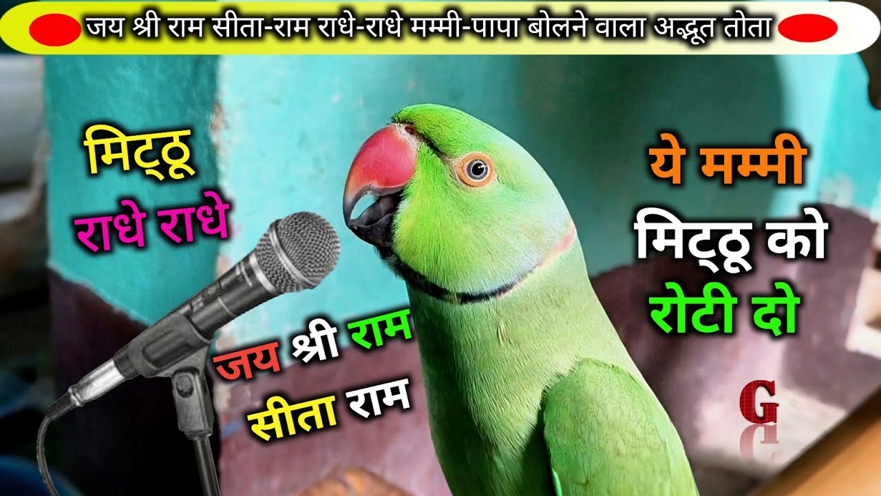 Parrot Talking Radhe Radhe😱राधे-राधे बोलने वाला तोता🥰Parrot Talking Mummy Papa😍जय श्री राम सीता राम🚩