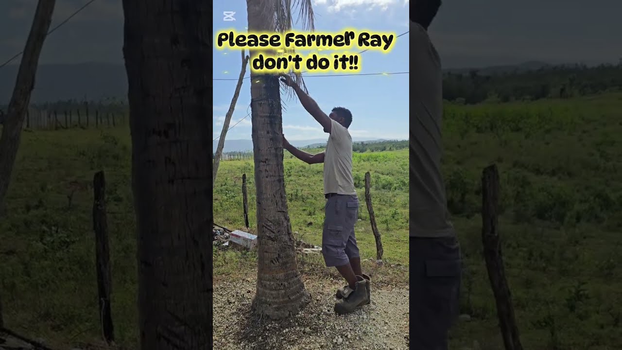 FARMER RAY! WHAT A MAN! 😆                 #coconut #jamaica #climbing 