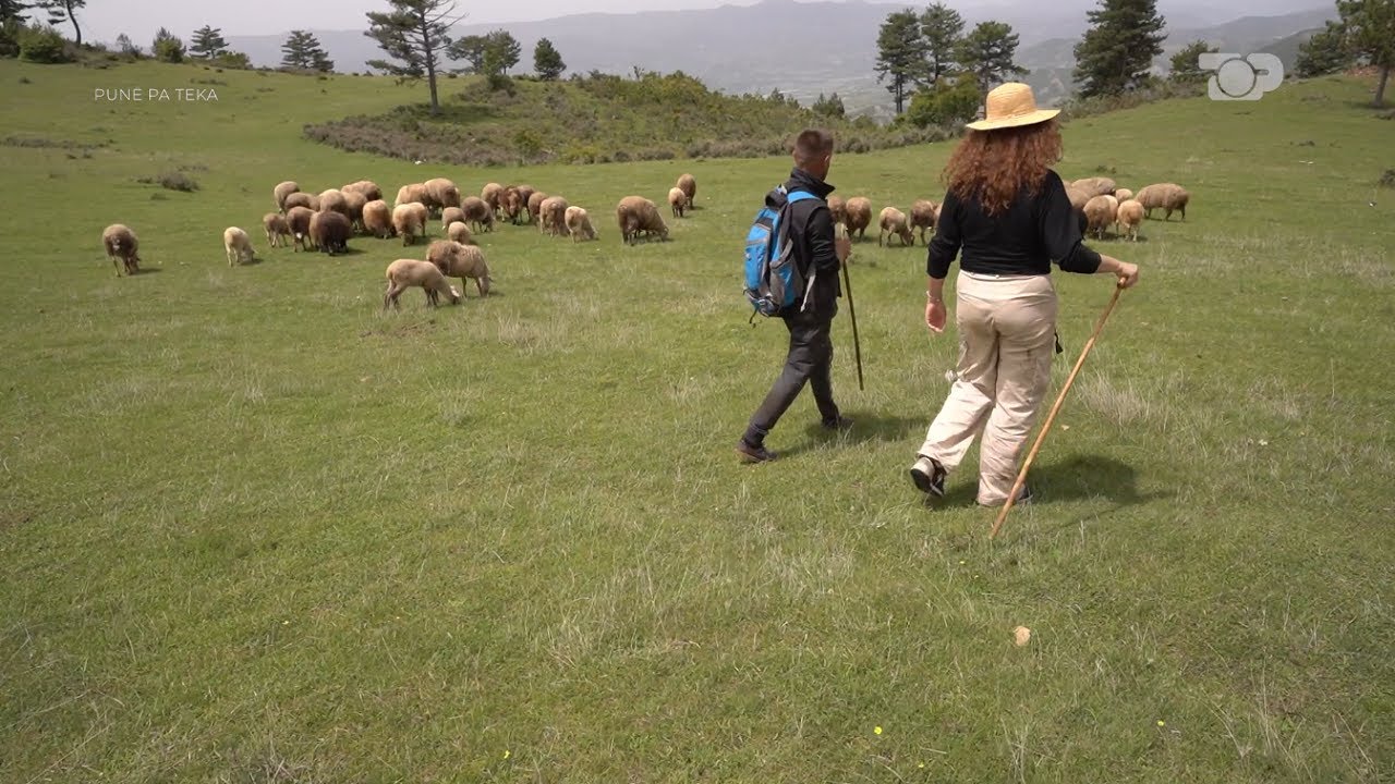 “Na bëri hatanë”, bariu: Ujku na VRAU dhjetëra krerë për 1 orë, kam rrezikuar jetën...-Punë Pa Teka