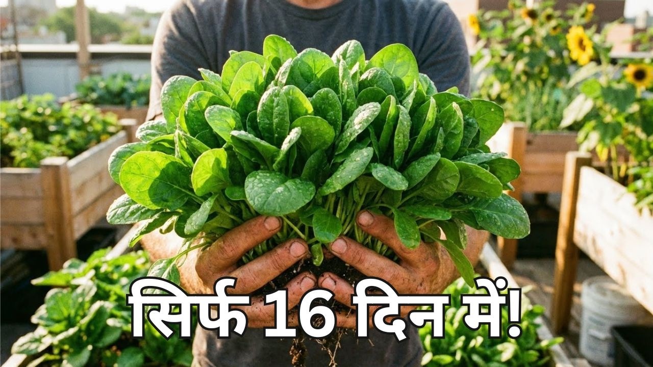 सिर्फ 16 दिन में उगाएं Superfood पालक! 🌱 Hydroponic Spinach at Home (Full Guide)