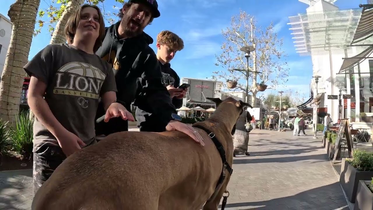 Cash 2.0 Great Dane at the Westfield outdoor mall 31