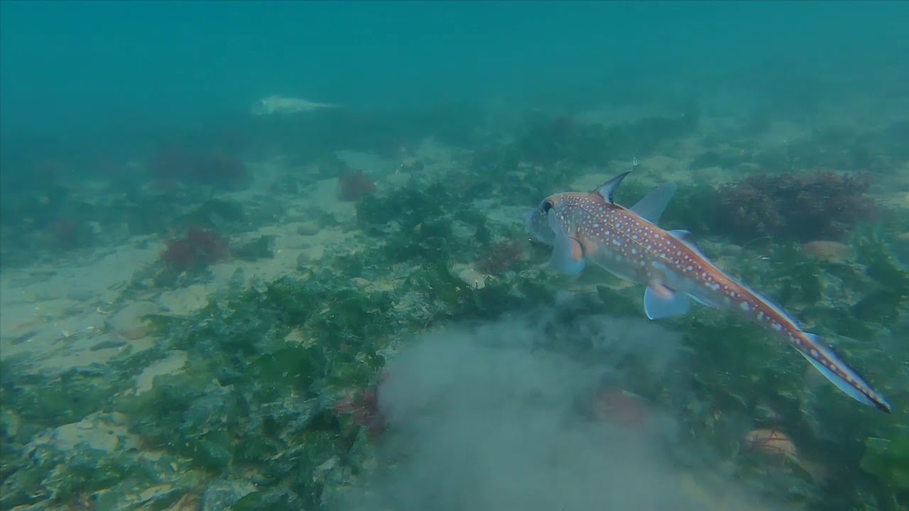 Trident OpenROV spotted ratfish and crabs