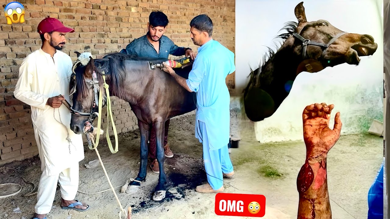 HORSE🐴 KI CUTTING KARTY HOVY SEEN HO GYA😱