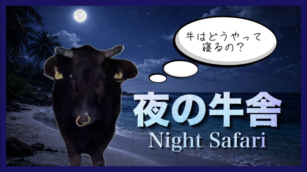【Night Safari】 夜の牛舎に潜入！真夜中の牛たちはどうやって寝てる？