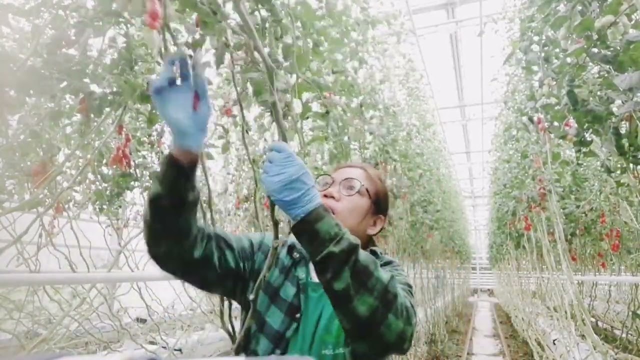MY DUTIES INSIDE THE GREEN HOUSE @ Mularski Poland@JazziVlog