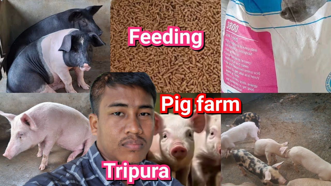 Ang ani wak(pig)🐖no tamono chari & bahaikhe chari naidi guys||Tripura kokborok viral vlog video2026