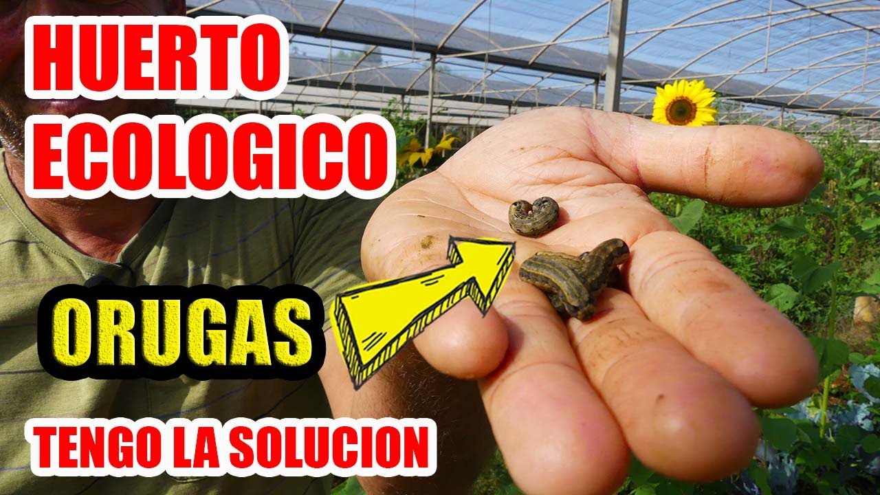 COMO ELIMINAR ORUGAS // OS EXPLICO MI EXPERIENCIA