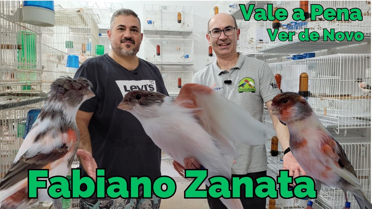 ARLEQUIM PORTUGUÊS DE QUALIDADE NO ZANATA!!!