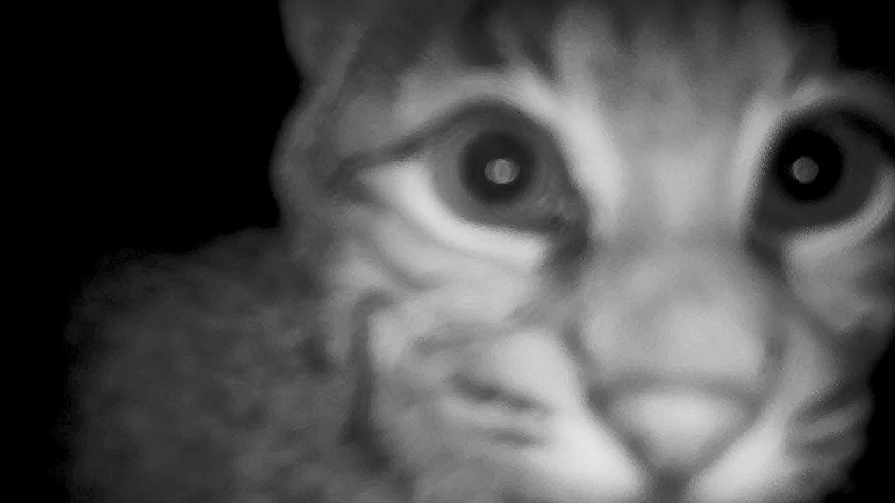 When the trail cams are next to the bobcat's den at Serenity Moss Garden.