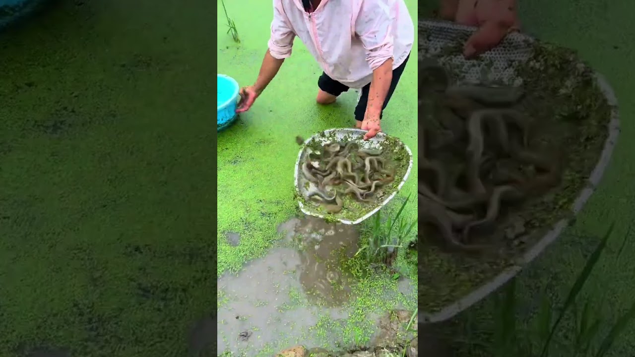 Harvesting water chestnuts#agriculture#rural life#farming#planting #naturallife#garden#Harvesting