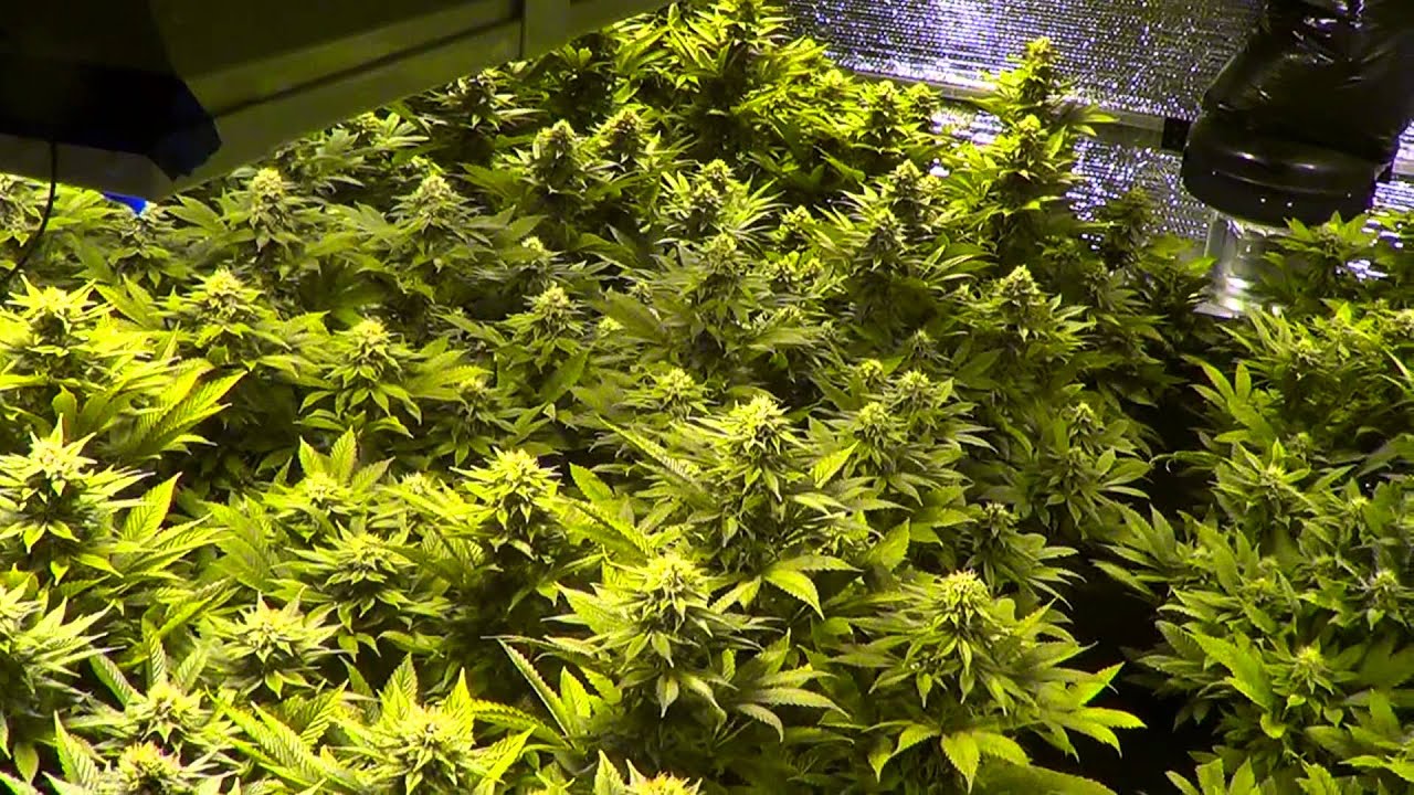 HOW TO: Integrate supplemental CO2 into your indoor cannabis garden.