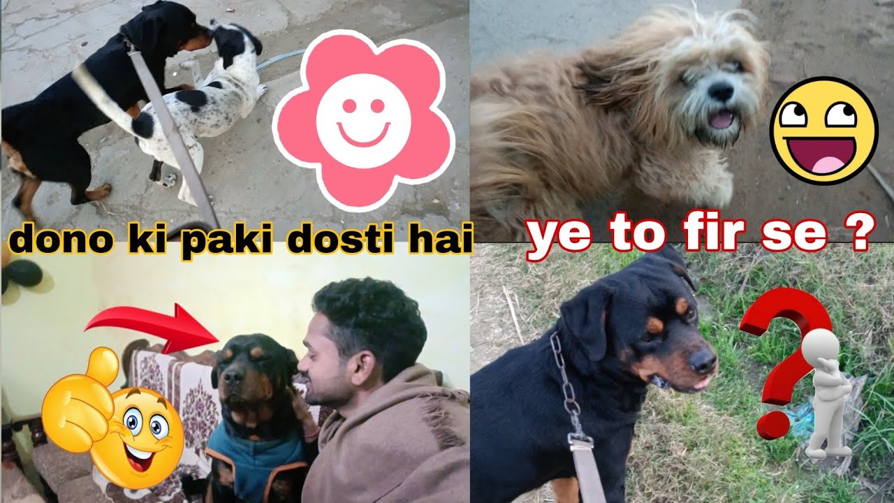 Bruno ke to dost bhi bahot hai // most dangerous dog rottweiler