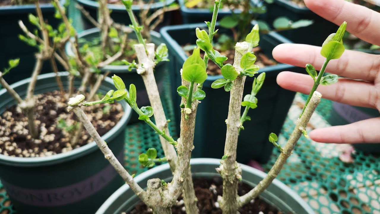 想让茉莉花春季发的芽更粗壮，靠的是这4招！