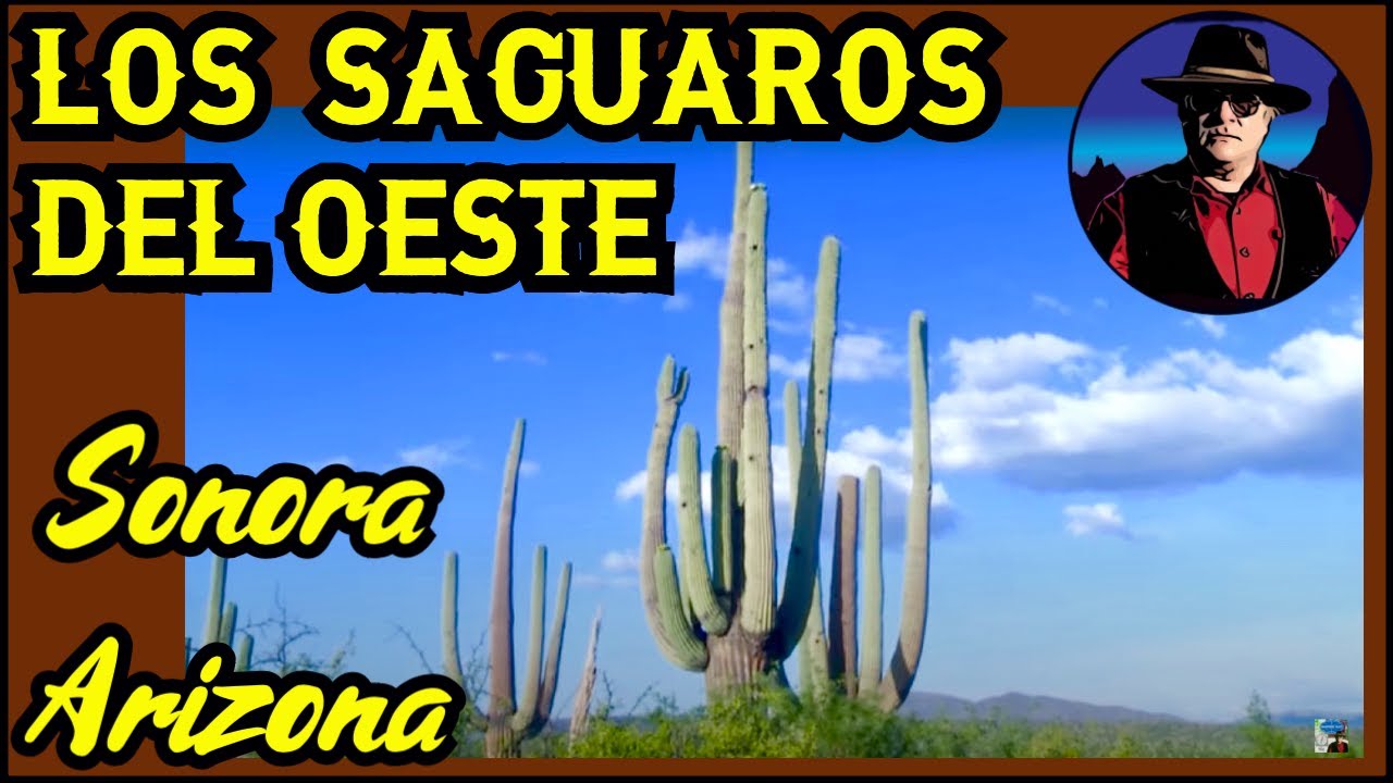 SAGUAROS, LOS CACTUS GIGANTES DEL OESTE NORTEAMERICANO