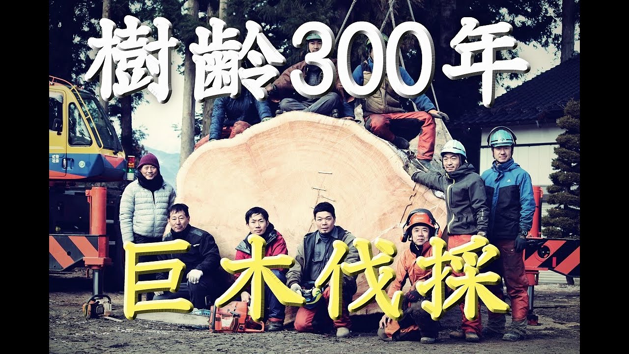 樹齢300年  超巨木伐採　スゴ技！！ 　logging of 300 year old trees