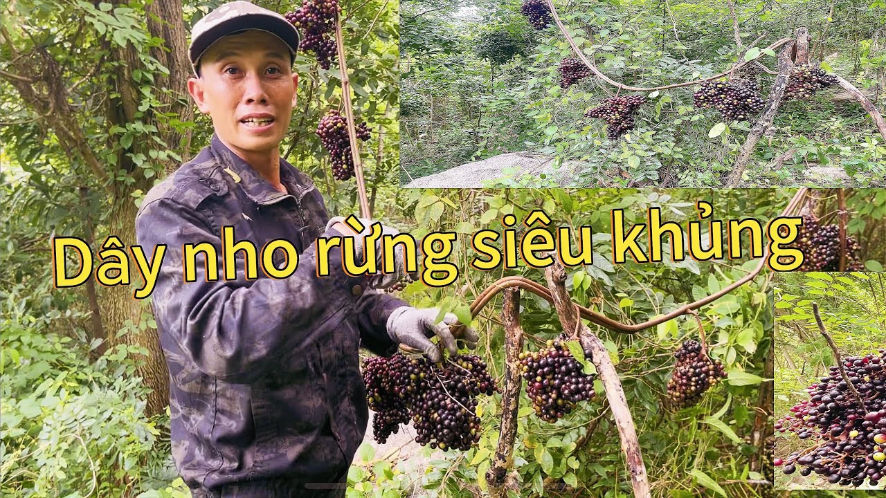 Lên núi hái nho rừng bất ngờ gặp dây nho rừng siêu khủng cắt đã tay