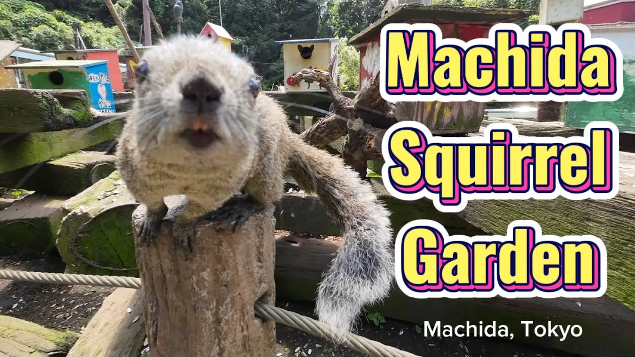 Machida Squirrel Garden, Machida Tokyo 2023