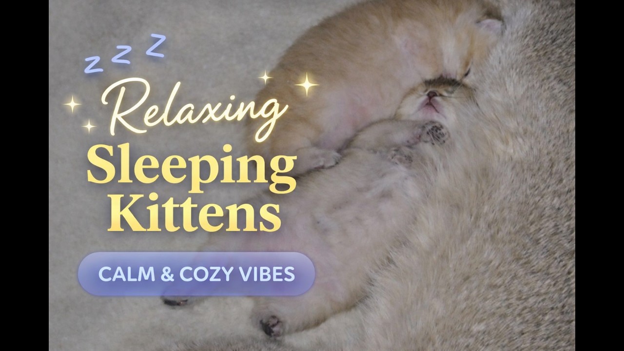 Relaxing Sleeping Kittens 💤  Cute Cats Resting & Calm Cozy Vibes