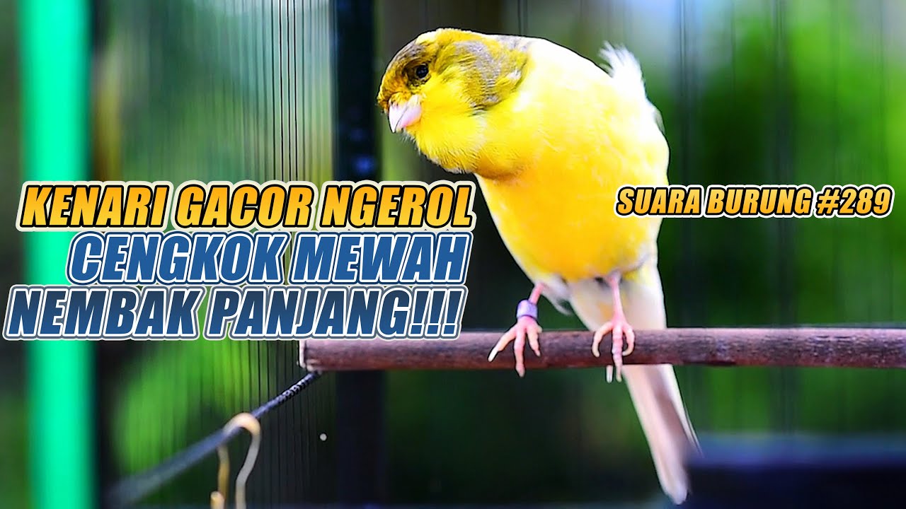 SUARA BURUNG |289| Kenari GACOR PANJANG INI Cocok untuk Masteran KENARI PAUD dan Kenari Macet BUNYI