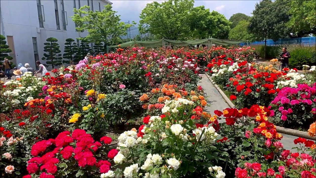 2019/05/16　伊予三島運動公園のバラが満開！！　～愛媛県四国中央市～
