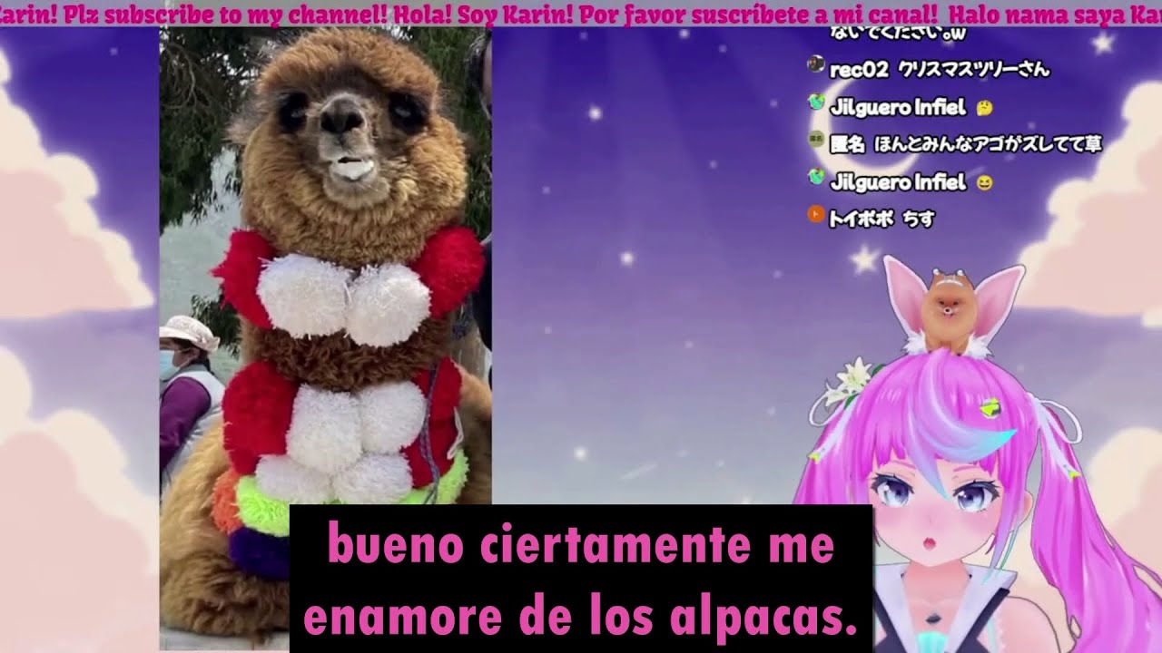 la se&ntilde;orita karin & el origen de su amor a los alpacas