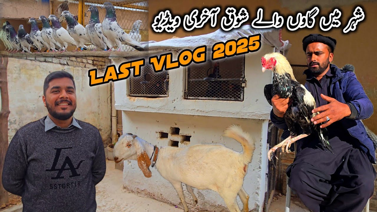 Last Vlog 2025 With Shoq Pigeon Aseel Goats MB Vlogs 